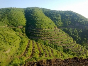 Ordu’ya 700 Bin Fidan