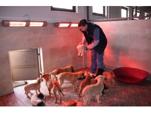 Sokak Hayvanları Bu Bakım Evinde Otel Konforunda Hizmet Görüyor