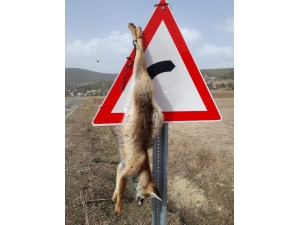 Tilkiyi Trafik Levhasına Astılar