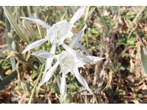 Samandağ Sahili’nin ’Kum Zambakları’ Göz Kamaştırıyor
