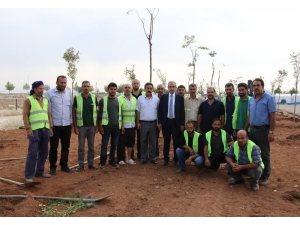 Haliliye’de 158 Bin Ağaç Toprakla Buluşturuldu