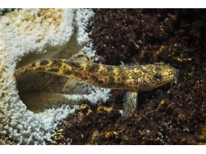 Van Gölü’nde Yeni Bir Balık Türü Keşfedildi