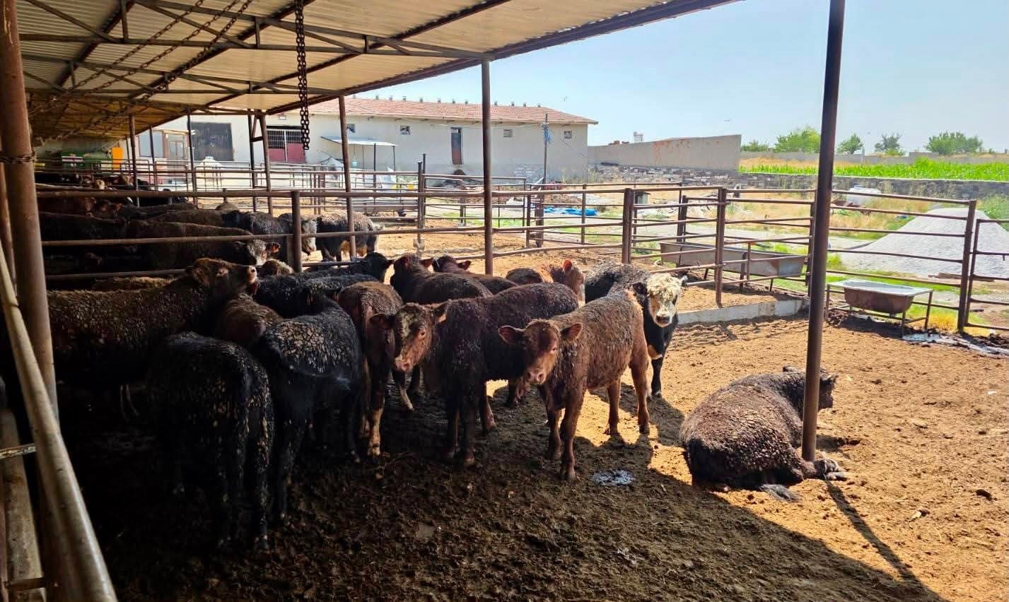 besilik-sigirlara-yonelik-kontrol-ve-denetimler-suruyor