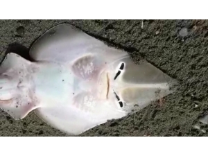 Hataylı Vatandaşın Balık Sevgisi Güldürdü