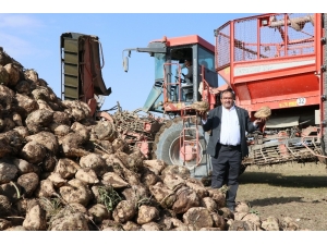 Pancarın Bileti Kesildi, Şekere Yolculuk Başladı