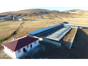 Büyükşehir’den Karayazı’ya Canlı Hayvan Pazarı