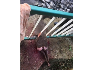 Dere Kenarındaki Demir Korkuluklara Sıkışan Karaca Köpeklerin Saldırısına Uğradı