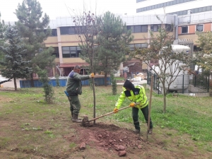 Kocaeli’de Ağaç Dikim Sezonu İzmit İle Başladı