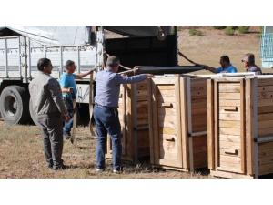 Gümüşhane’de 4 Kızıl Geyik Daha Doğaya Salındı