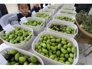 Saruhanlı Belediyesi ’Zeytin Hasat Şenliği’ Düzenlendi
