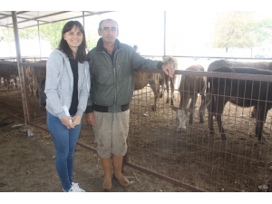 Manyaslı Çiftçilere 30 Düve