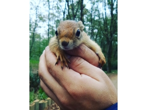 Yaralı Sincap, Ormanya’da Doğal Yaşamına Kavuştu