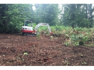 Ormanda Gençleştirme Çalışması Yapıldı