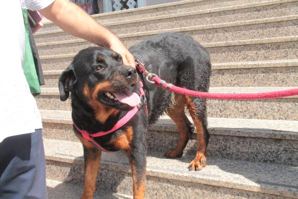 Köpeği Demir Çubukla Dakikalarca Döven Market İşletmecisine, Para Cezası Verildi