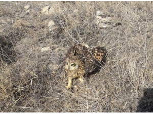 Tedavisi Yapılan Kara Çaylak Ve Baykuş Doğal Ortamına Bırakıldı