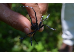 ‘Drakula’ İçin Yeniden Harekete Geçilecek