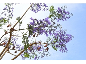 Jakarandalar Yeniden Çiçek Açtı