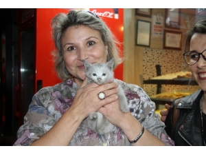 Isparta’da Yavru Kedi Operasyonu