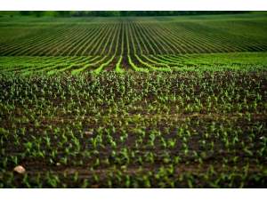 İncefikir: “Toprak Analizi Rekolteyi Arttırıp, Giderleri Azaltır”