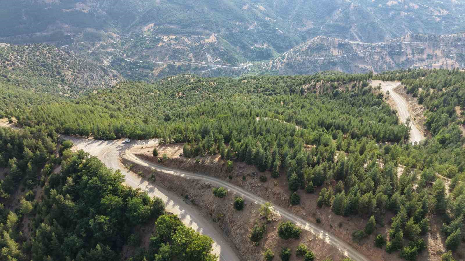 20-yil-once-serpilen-sedir-tohumlari-genc-ormana-donustu