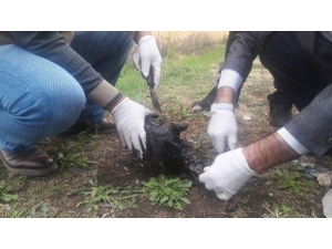 Zifte Bulanan Kaplumbağa Temizlenerek, Bakıma Alındı