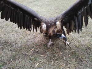 Sarıkamış’ta Bulunan Kara Akbaba Emin Ellerde