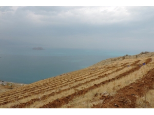 Van’ın Artos Dağı Yeşilleniyor