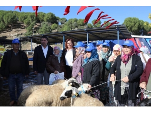 Aydın Büyükşehir Belediyesi 70 Aileye Sakız Koyunu Hibe Etti