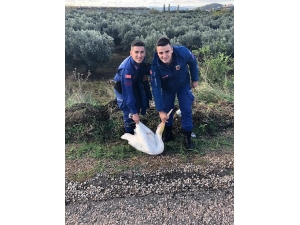 Jandarma Bu Kez Pelikan Yakaladı