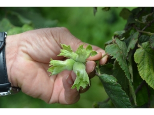 Ordulu Fındık Üreticileri: "Pazarda 12 Tl’den Satmaktansa, Bu Fiyat Daha İyi"