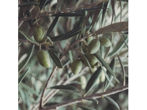 Kuşadası’nda Zeytin Festivali Düzenleniyor