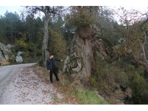 Asırlık Kestane Ağaçları Korunmayı Bekliyor