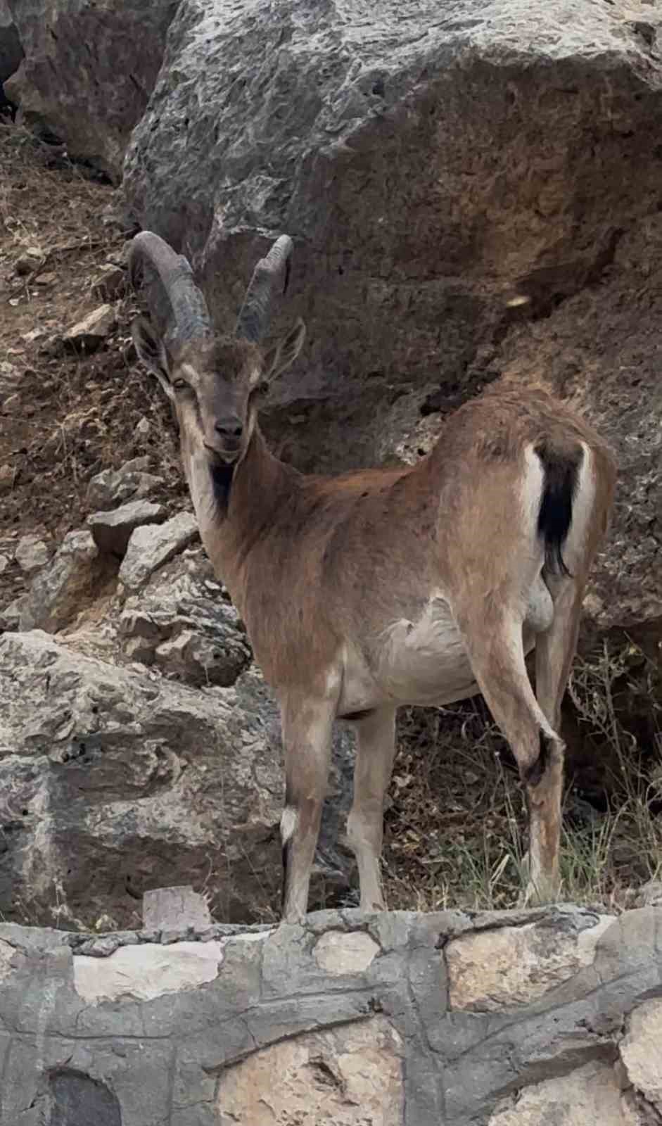keban-da-dag-kecileri-goruntulendi