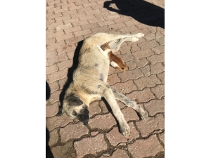 Sokak Köpeği, Kediye Annelik Yapıyor