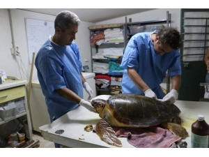 Deniz Kaplumbağaları Araştırma Merkezi’nin Kapanacağı İddiası