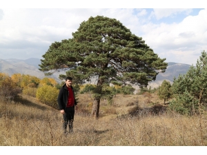 Dev Çam Ağacı Hem Boyutu Hem De Hikayesi İle Dikkat Çekiyor