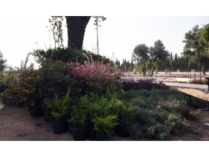 Dokuma’ya Botanik Bahçe Kuruluyor