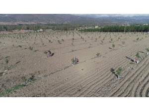 Amasya İl Özel İdaresi 3 Bin Ceviz Fidanı Dikti