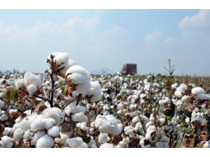 Adana’da 12 Bin Ton "İyi Pamuk" Üretildi