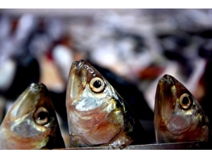 Hamsi Radara Girmedi