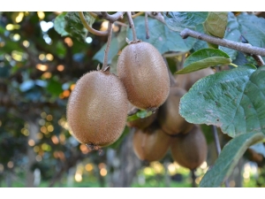 Ordu’da Kivi Hasadına Başlandı