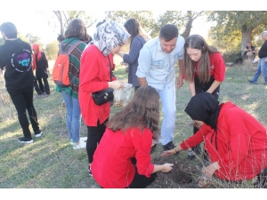 Binlerce Meşe Palamudu Toprakla Buluştu
