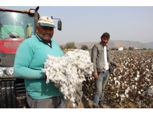 Pamuk Üreticisi İsyanda