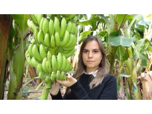 Silifke Muzu Üreticisinin Yüzünü Güldürüyor