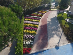 Manisa, Kasımpatılarla Renklendi