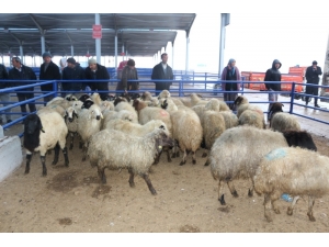 Çiftçilere 16 Milyon Tl’lik Destekleme Yapıldı