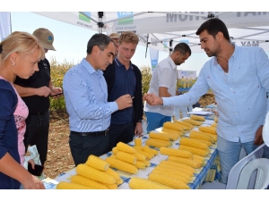 Türk Tatlı Mısır Tohumu Dünyanın Gündeminde