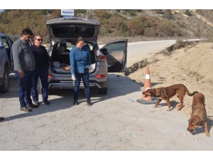 Ormana Terk Edilmiş Sahipsiz Köpeklere Bozüyük Belediyesi Sahip Çıktı