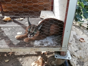 Aç Kalan Karakulak Kümeste Yakalandı