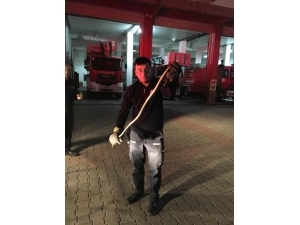 Otomobilin Tekerinden 1.5 Metrelik Yılan Çıktı